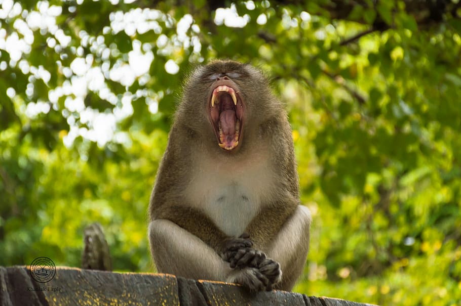 Monyet, Hewan, Alam, Binatang Menyusui, thailand, gigih, memanjat, kera, mata, cepat