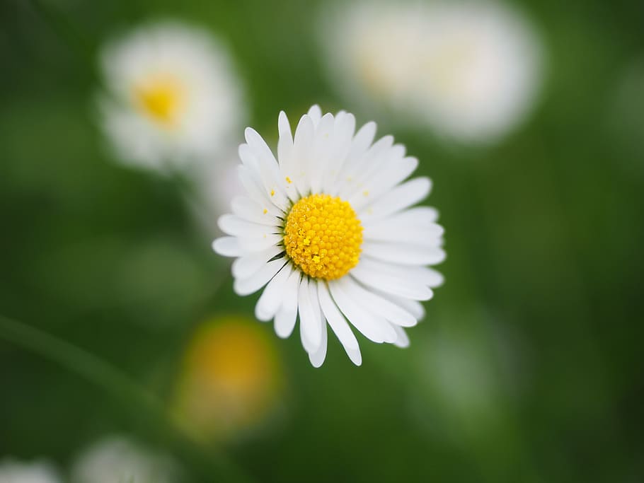 selective, focus photography, chamomile flower, Daisy, Flower, Blossom, Bloom, White, bellis philosophy, multiannual daisy