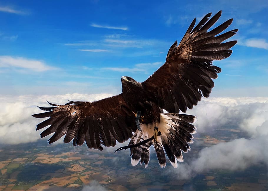 low, angle photo, golden, eagle, harris hawk, bird, clouds, flying high, high flyer, flying