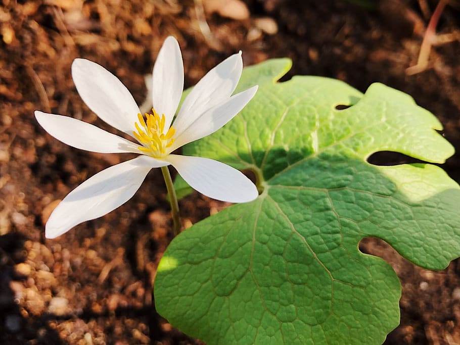 bloodroot, flower, wildflower, spring, white, nature, plant, flowering plant, beauty in nature, leaf