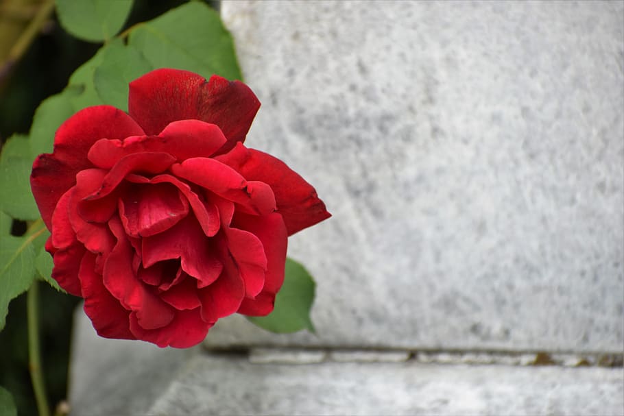 red rose, love symbol, memories, blooming, gravestone, romantic, nature, outdoor, flower, flowering plant