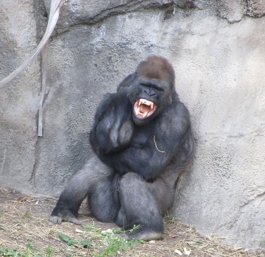 black chimpanzee, angry gorilla, fangs, teeth, rage, fierce, growling, sitting, zoo, animal