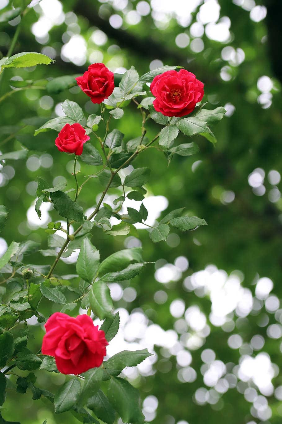 rose, petal, flowers, beautiful, pretty flowers, nature, buds, rose garden, fresh medium, plants