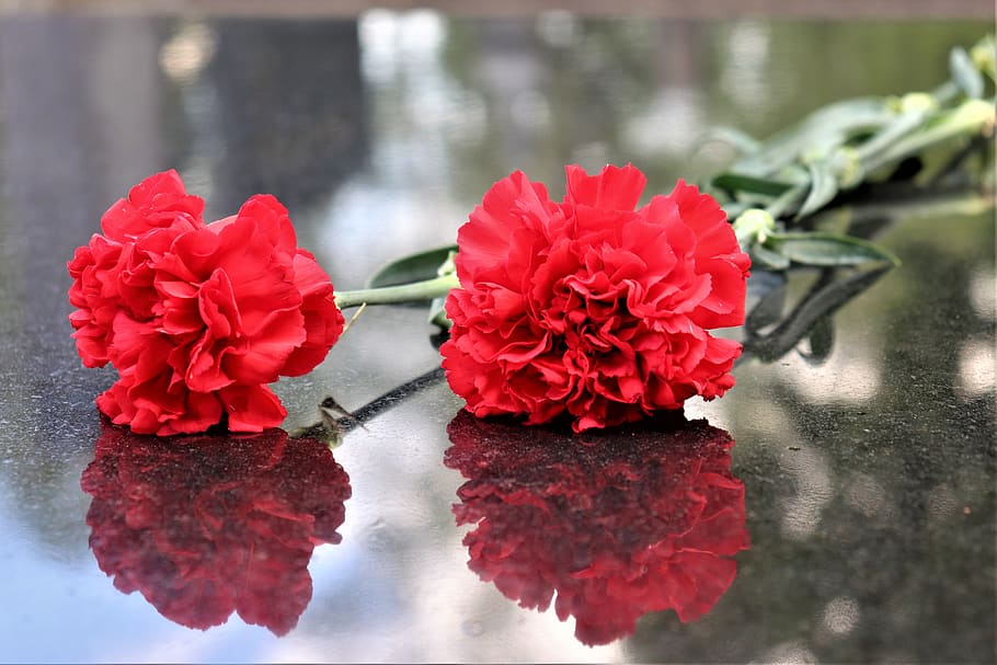 dois cravos vermelhos, mármore preto, símbolo, decoração, cemitério, ao ar livre, beleza na natureza, planta, flor, vermelho