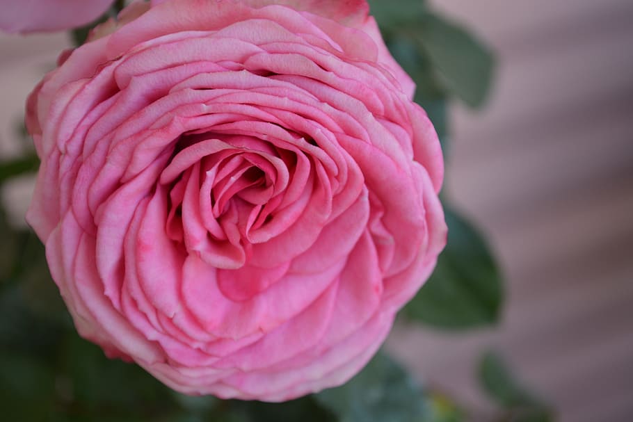 rose, dusky pink, color, romantic, rose bloom, nostalgia, feelings, pink, romance, blossom