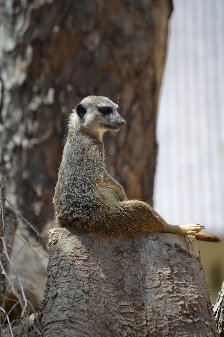 meerkat, sweet, wild, attention, keep watch, social, nature, animal,  healthy, one animal | Pxfuel