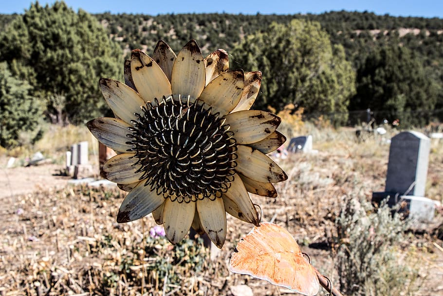 Cemetery, Sunflower, Metal, Grave, graveyard, bereavement, death, funeral, grief, religion