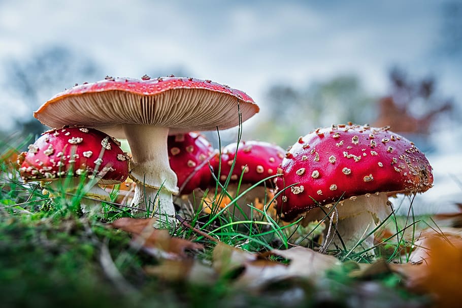 selective, focus photography, red, mushroom, grass field, matryoshka, red fly agaric mushroom, mushrooms, forest, nature
