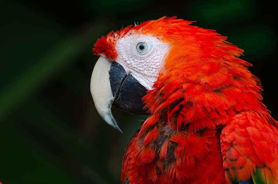 foto de close-up, escarlate, arara, vermelho, papagaio, verde, pássaro, animal, um animal, arara escarlate
