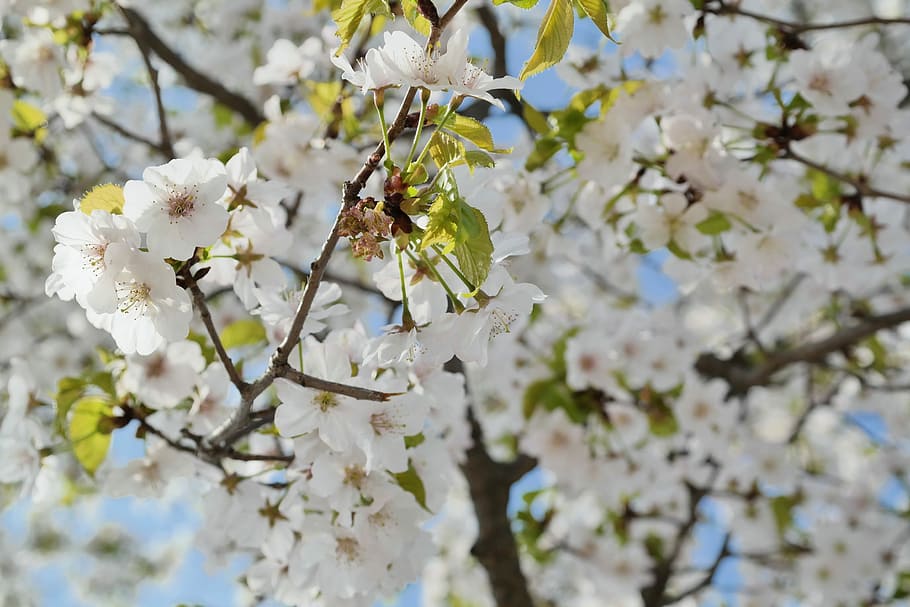 Cherry Blossom, Sky, Spring Flowers, spring, flowers, april, sakura, plants, wood, blue sky