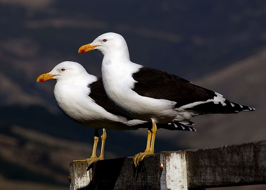 two, ring-billed gulls, perched, gray, wooden, railings, black-backed seagulls, birds, wildlife, nature