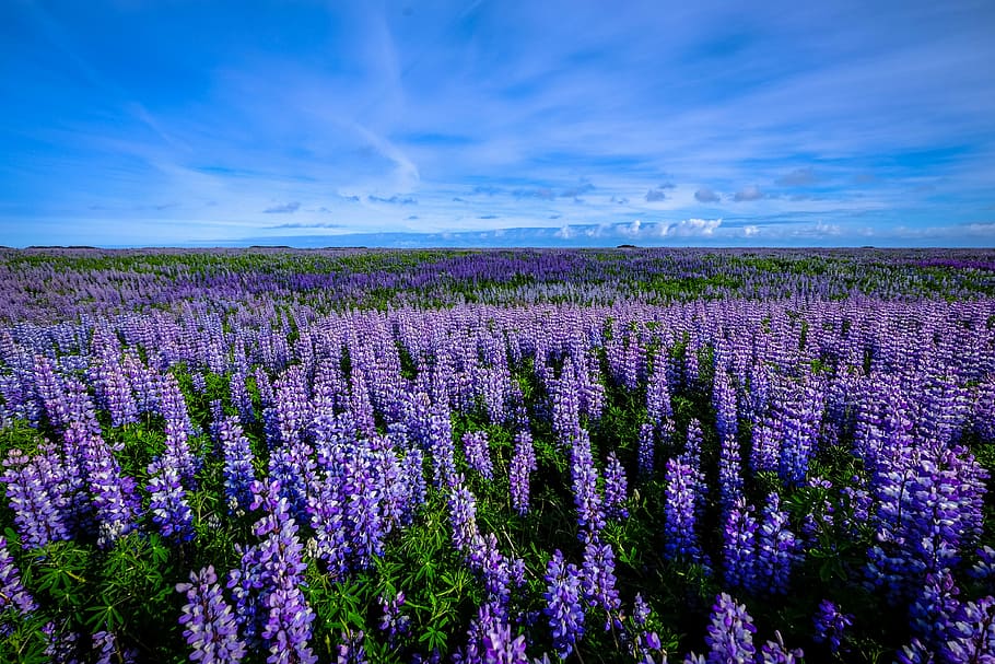 purple, flower field landscape, Purple Flower, Field, landscape, flower field, landscapes, public domain, sky, flower