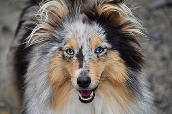 Fotos cachorro merle azul libres de regalías - Pxfuel