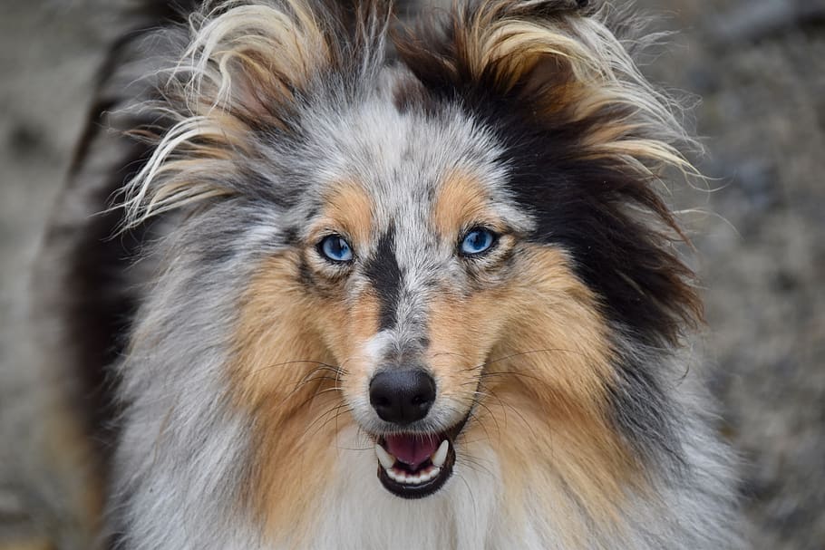 perro, shetland sheepdog, cachorro, retrato de perro, próximo perro, ojos azules, raza canina, perra nobleza azul, animal, perra shetland sheepdog