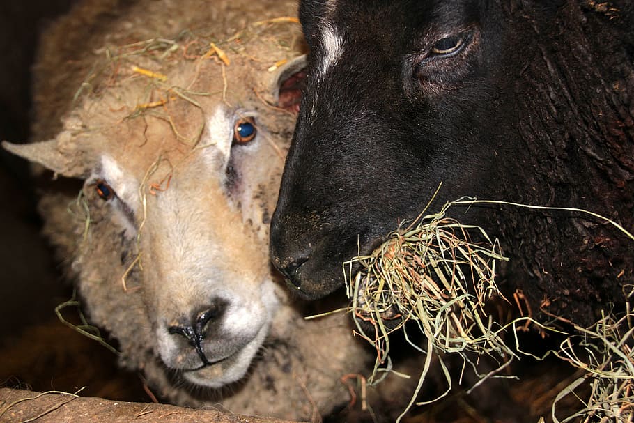 羊, 黒い羊, 白い羊, 動物, 餌, 食べる, 干し草, 噛む, ストール, 農場