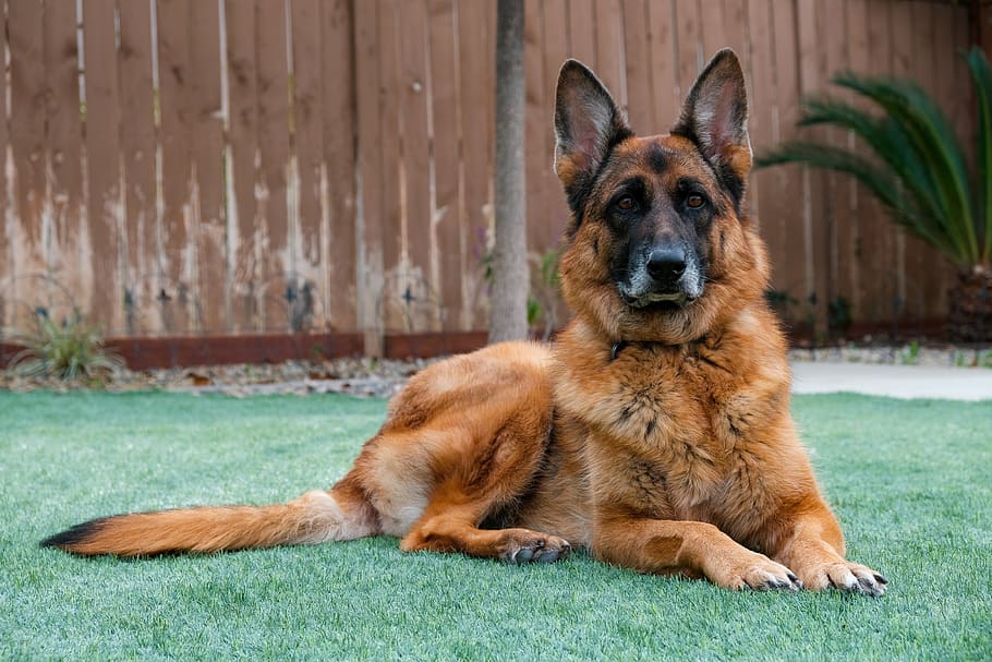 https://p1.pxfuel.com/preview/894/646/532/german-shepherd-dog-pet-guard-dog-loyal-dog.jpg