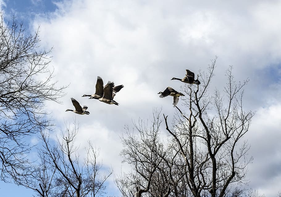 canadian geese, geese, flock, bird, fly, wings, feather, wildlife, beak, wild