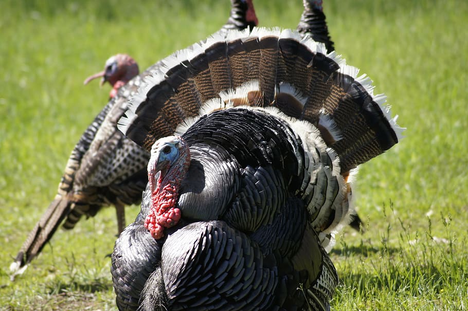 turkey, thanksgiving, bird, animal, animal themes, vertebrate, grass, focus on foreground, field, day