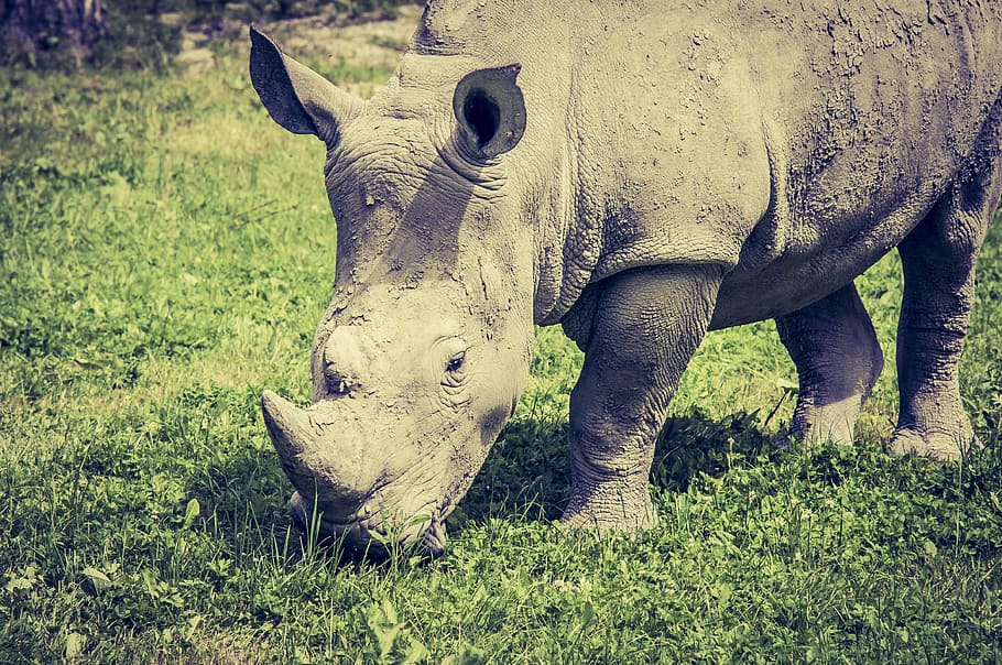 grey, rhinosaurus, eating, grass, rhino, eat, wild animal, animals, africa, rhinoceros