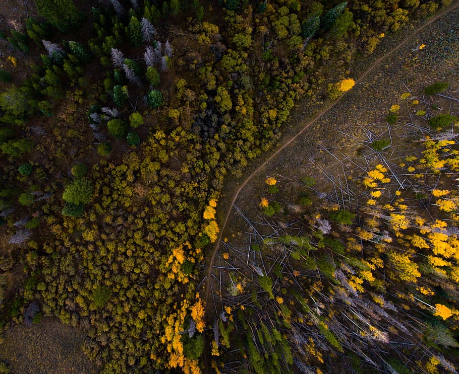 blooming yellow flowers, aerial, woods, forest, travel, adventure, nature, trees, autumn, fall