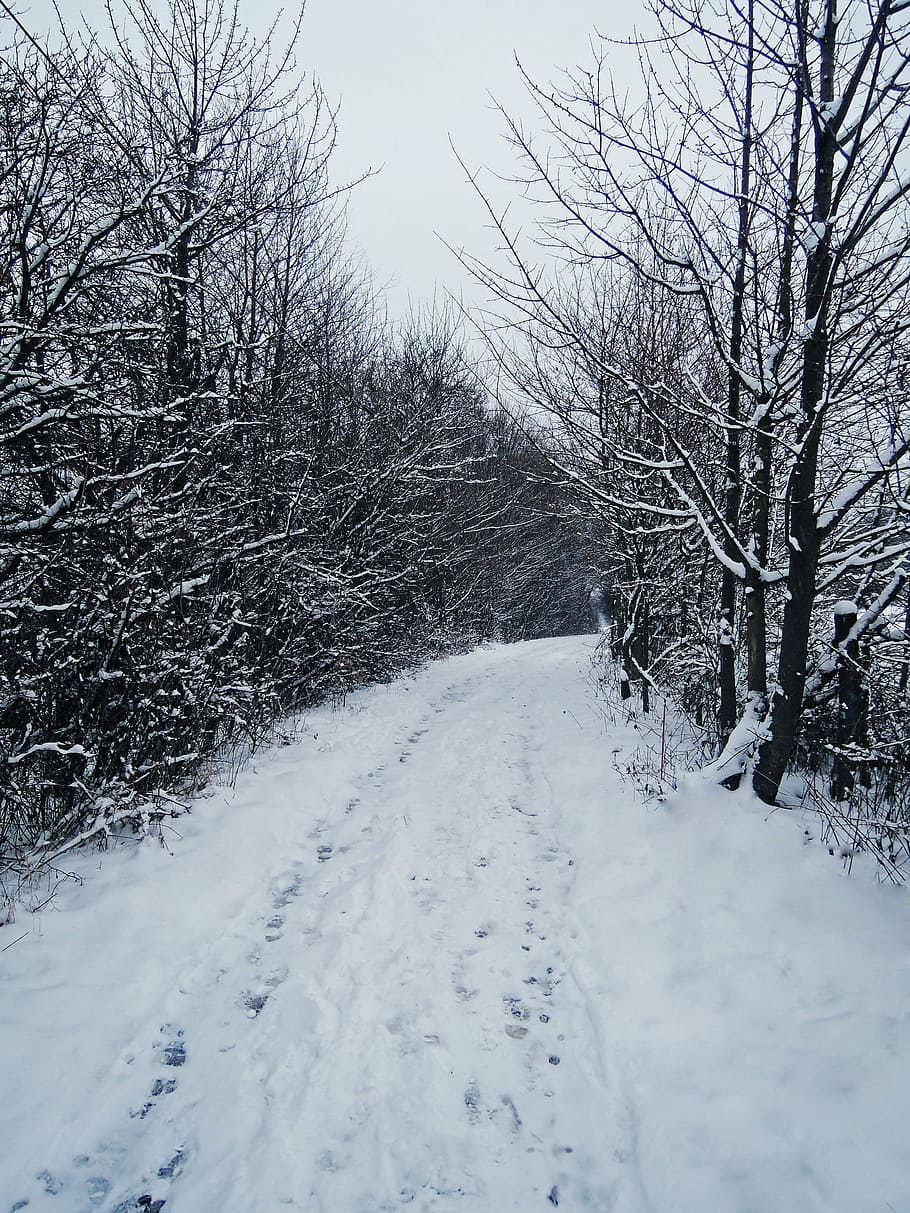 inverno, caminho, imprimir, neve, trilhas, árvores, preto e branco, florestas, árvore, natureza