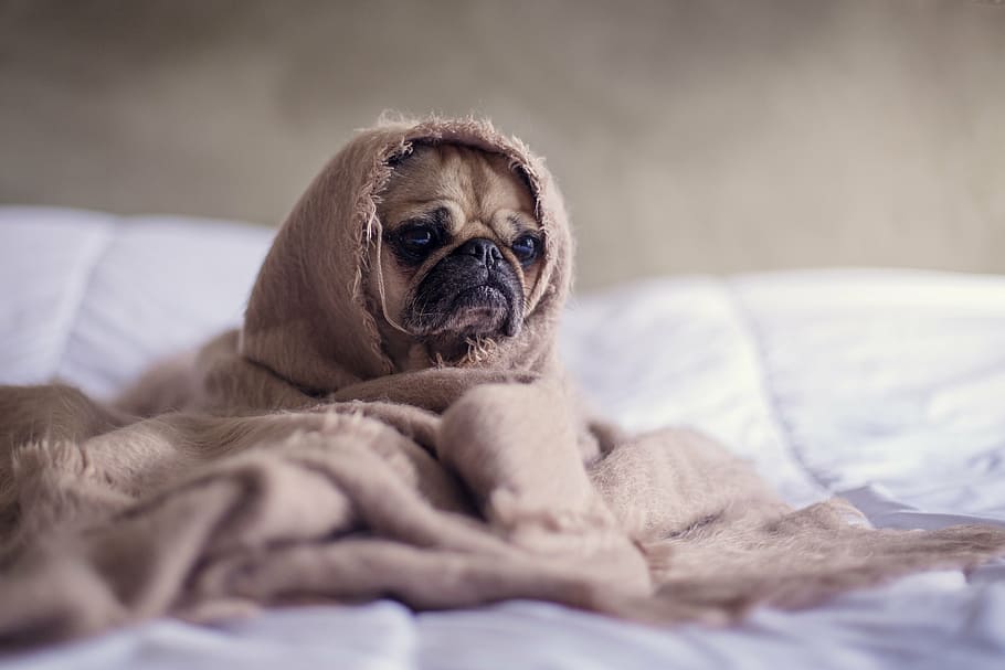 fawn pug, brown, blanket, pug, covered, bed, sheet, dog, animals, sad