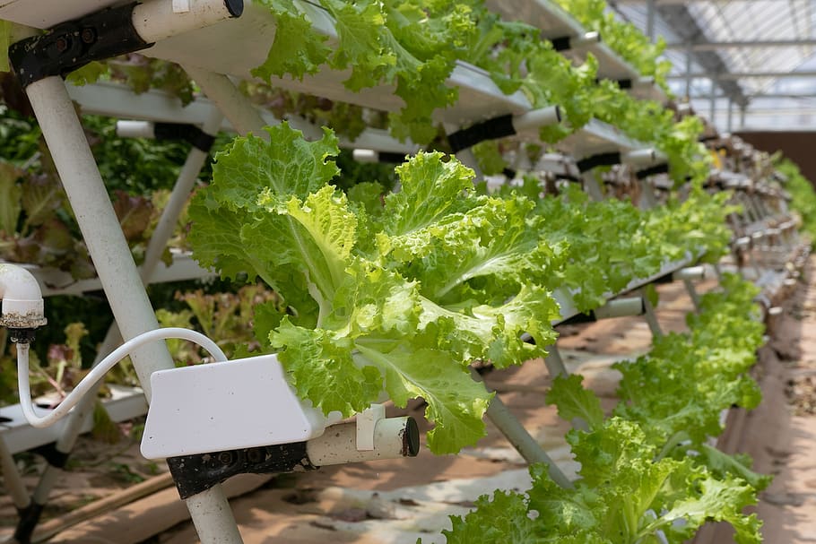 hydroponics, greenhouse, lettuce, vegetable, food, green color, food and drink, healthy eating, plant, growth