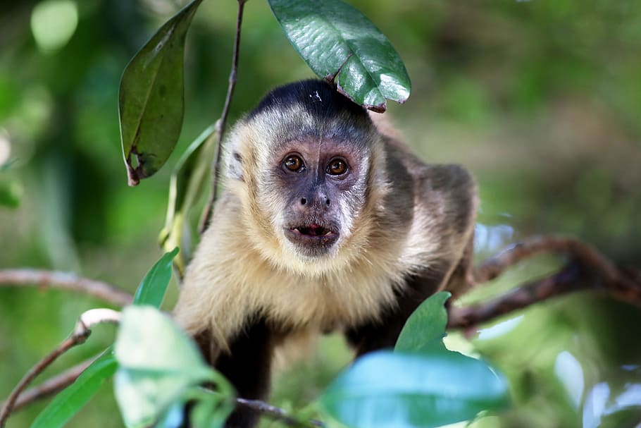 monyet capuchin, mencari, habitat, alami, primata, tema binatang, satu hewan, hewan, satwa liar, hewan di alam liar