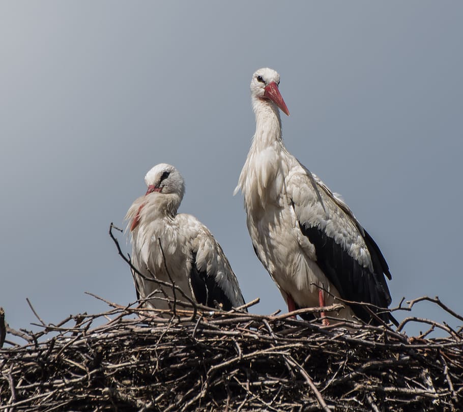 鳥 コウノトリ 巣 動物の世界 動物 コウノトリのカップル Adebar 動物のグループ 動物のテーマ 脊椎動物 Pxfuel