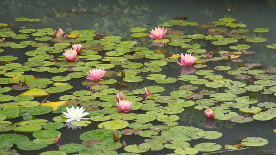 water, lotus, pond, calm, garden, nature, plant, zen, aquatic, leaf