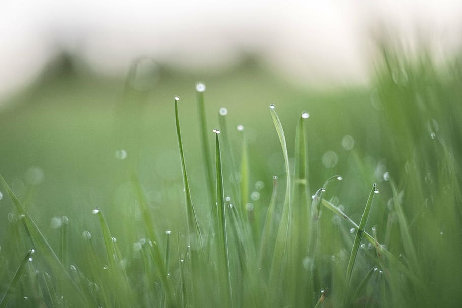 selektif, fotografi fokus, hijau, rumput, dews, alam, di luar ruangan, basah, hujan, embun
