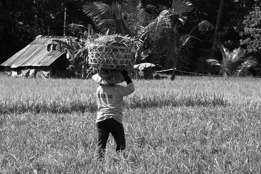 arroz, agricultura, indonésia, paisagem, terraço, campos, verão, campo, plantar, terra