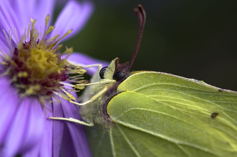 Gonepteryx Rhamni, mariposa, otoño, amarillo, verde, asters, insecto, herbstaster, jardín, flor
