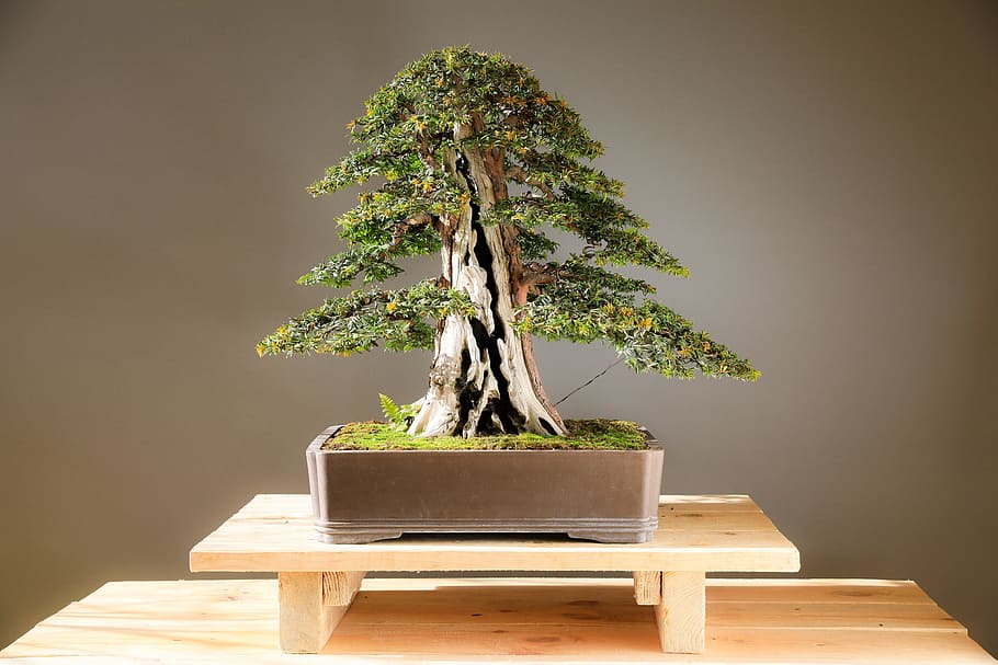 bonsai, yew bonsai, yew, wood, plant, art, japan culture, culture, horticulture, growth