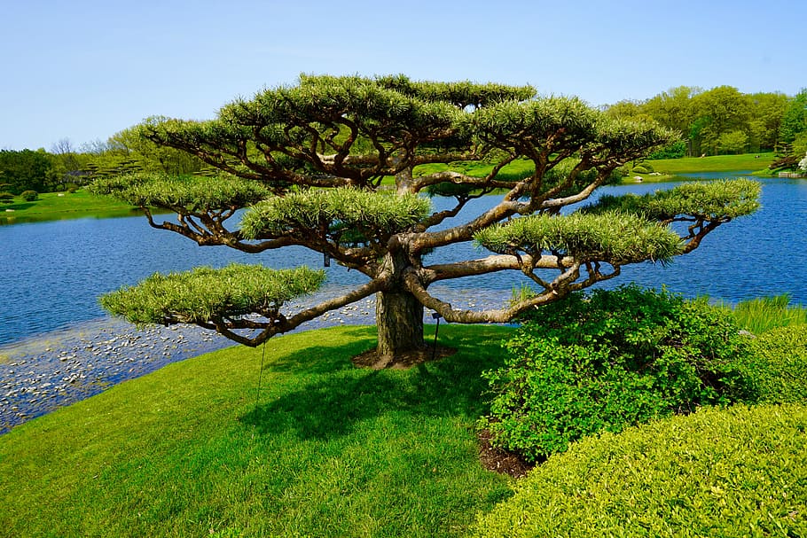 木, 日本庭園, 風景, 自然, 植物園, 平和, 植物, 湖, 屋外, 夏