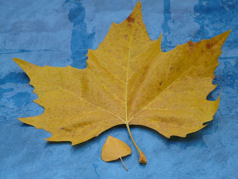 葉 サイズ比較 秋 紅葉 カエデの葉 黄色 雨 ウェット 秋の色 ポプラの葉 Pxfuel