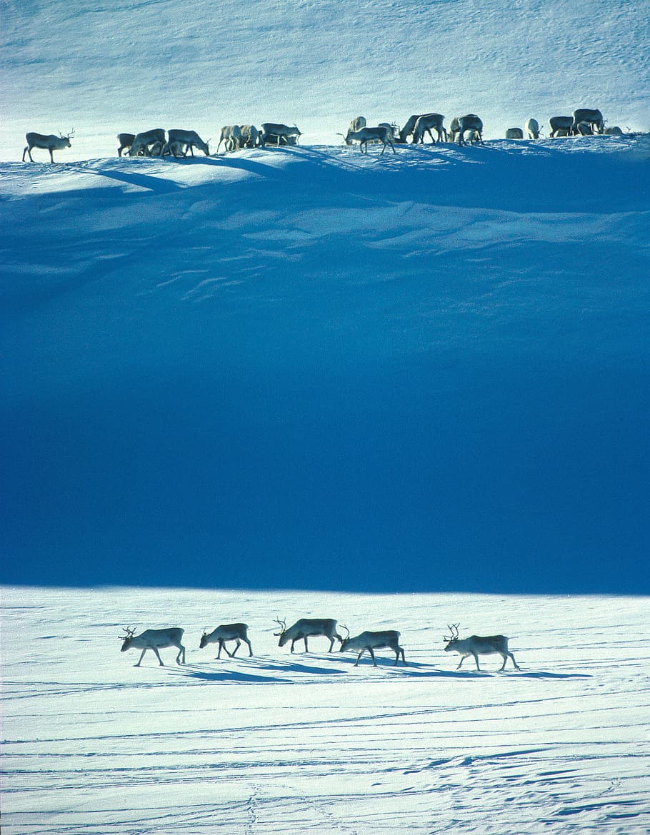 blue, white, deer herd painting, norway, wild reindeer, winter, the nature of the, snow, group of animals, animal