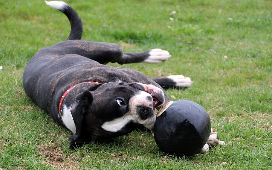 dog, boxer, pet, black and white, lying sideways, ball, catch ball, access, play, romp