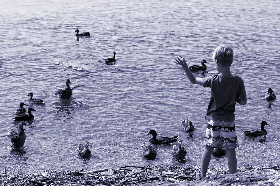 ducks, child, feed, boy, waters, water, animal, lake, group of animals, animals in the wild