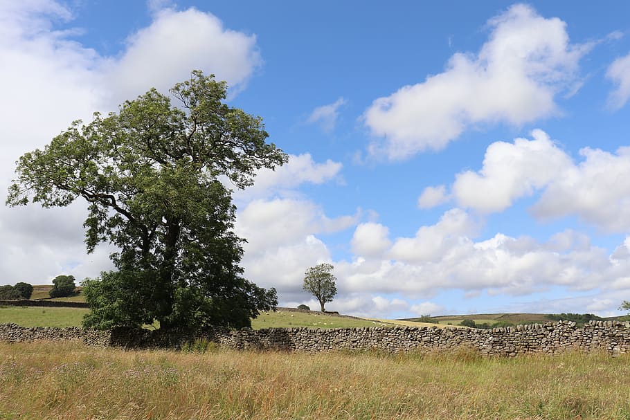 hike, yorkshire, dales, yorkshire dales, hill, tree, walls-dry stone walls, clouds, sky, landscape