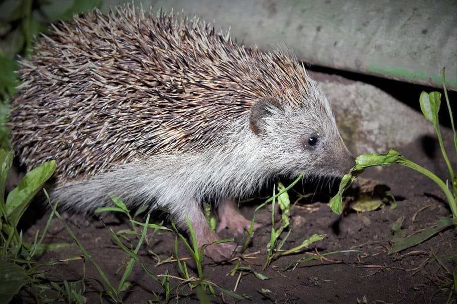 mammal, hedgehog, protection, nature, needle, brown, bristles, animal, rodent, spiked