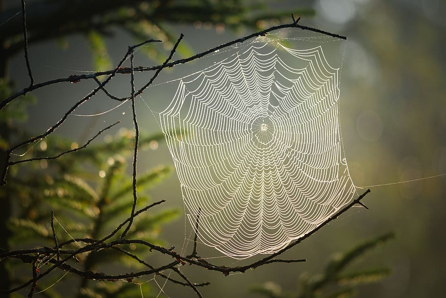 cobweb, spider, insect, nature, web, creepy, case, close up, forest, morning