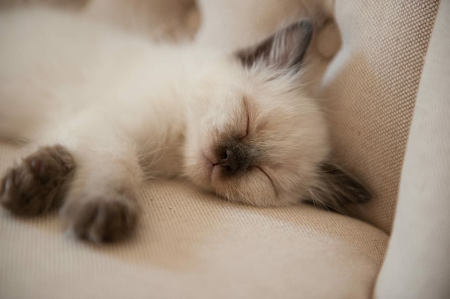 シャムの子猫, 眠っている, ソファ, かわいい, 肖像画, 動物, 若い, ペット, 猫, 小さい