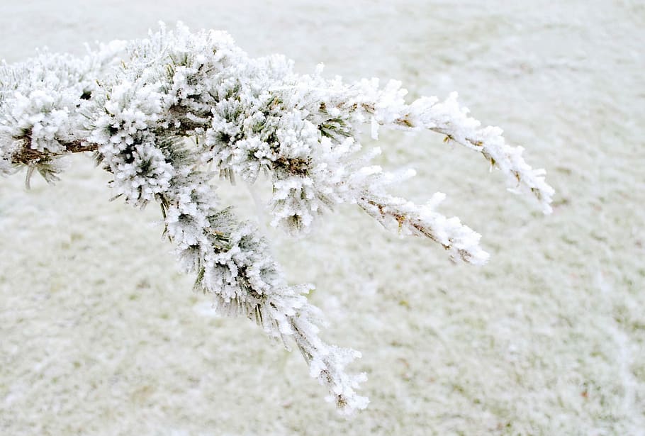 Winter, Frost, Snow, Nature, Macro, background, december, temperature, minus, ice