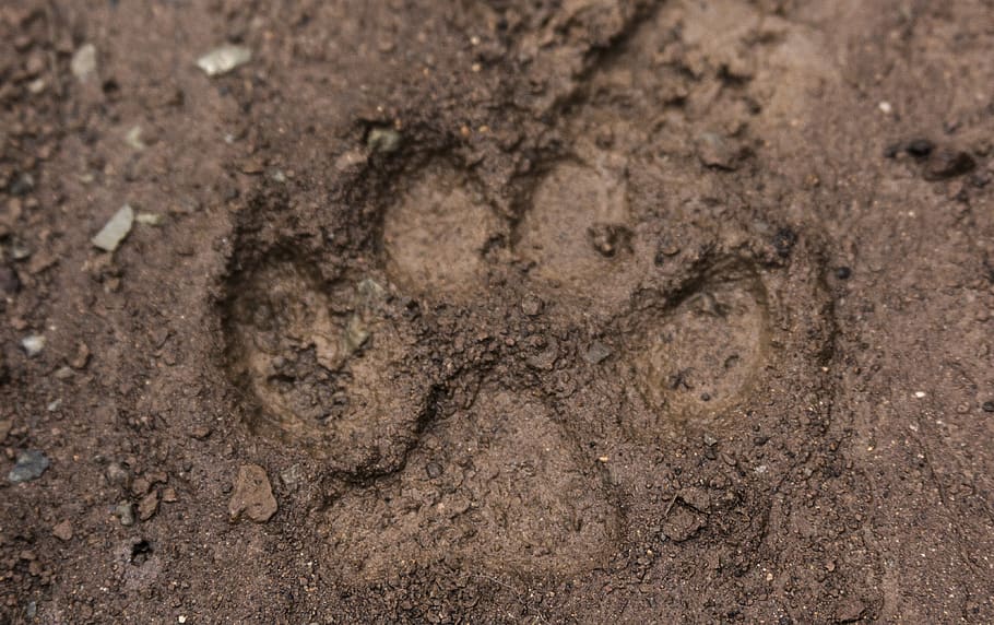 dirty, wearable, clothing, happy, junk, dirt, mud, animal track, land, paw print