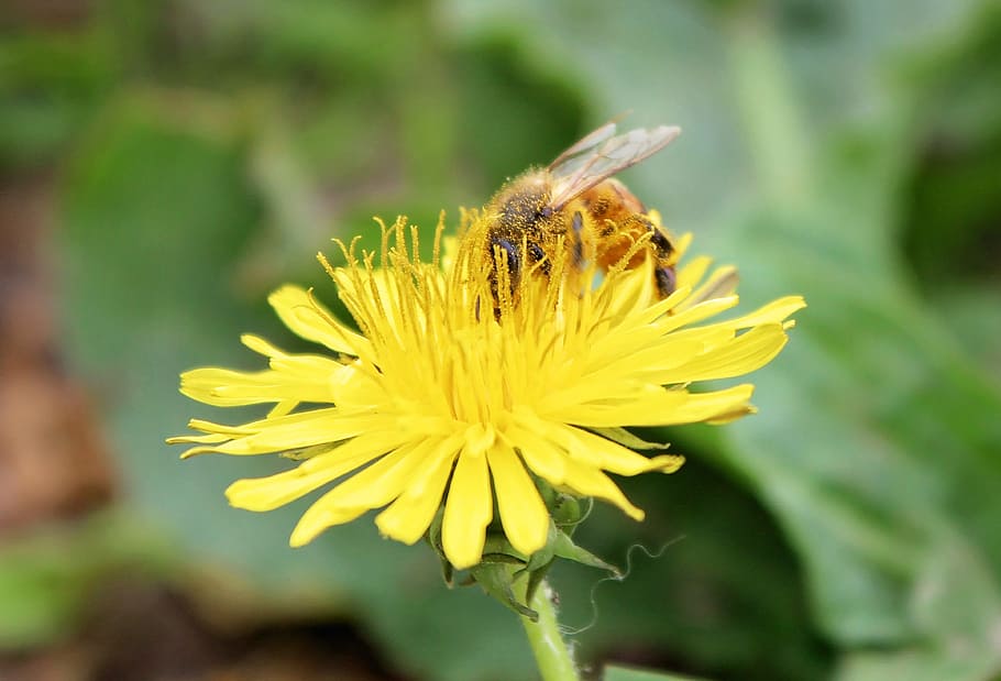 Bee, Honeybee, Dandelion, Honey, Insect, nature, yellow, beekeeping, summer, beehive