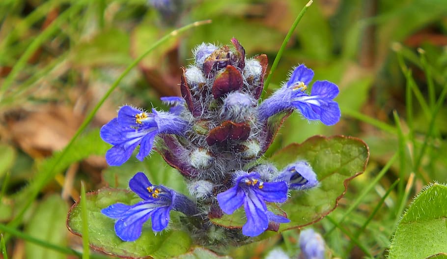 ajuga günsel, hierba medicinal, lamiaceae, azul, violeta, planta medicinal,  Flor, planta floreciente, planta, vulnerabilidad | Pxfuel