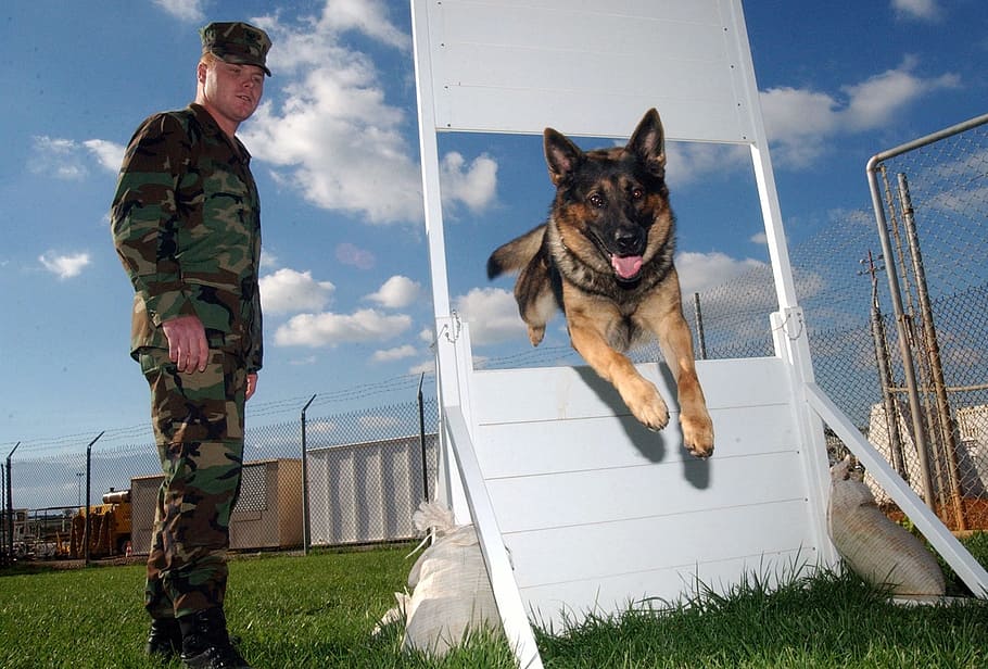 adult german shepherd, daytime, man, dog, german shepherd, jumping, obstacle, sky, clouds, military