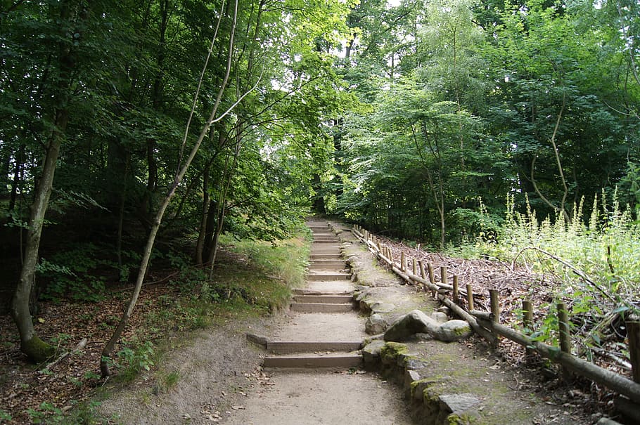 Forest, Away, Walk, Stairs, gradually, art, green, tree, nature, day