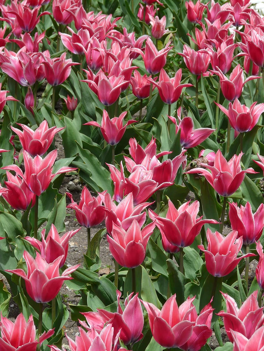 close-up photo, pink, tulip flower field, flowers, tulips, colorful, blossom, bloom, summer, spring